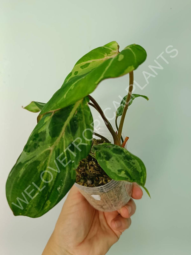 Philodendron gloriosum variegata