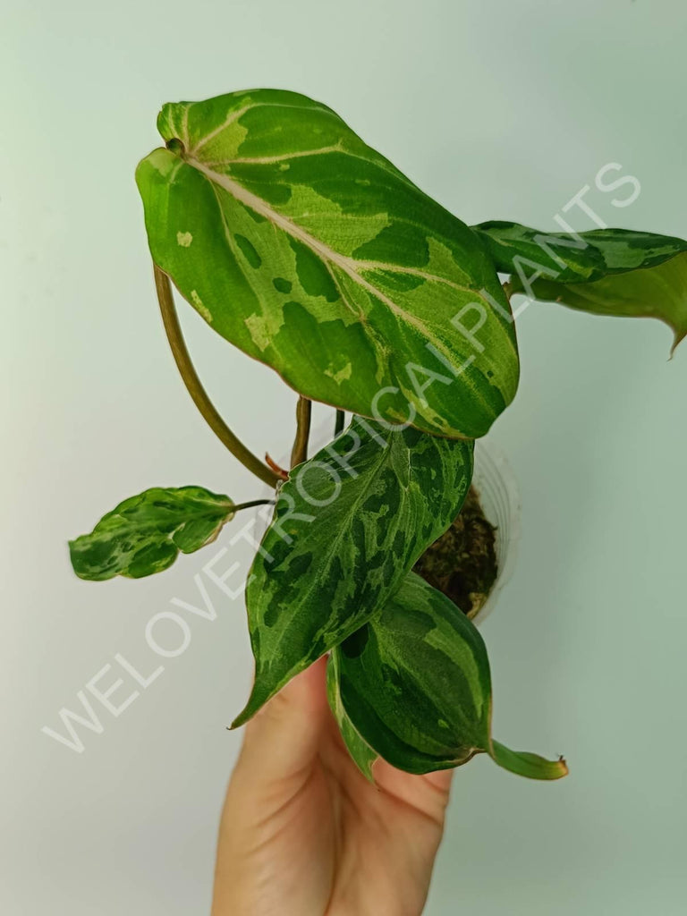 Philodendron gloriosum variegata