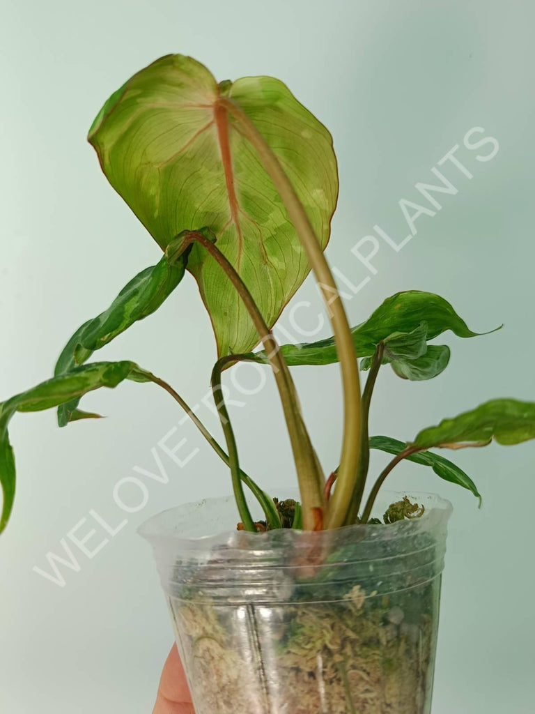 Philodendron gloriosum variegata