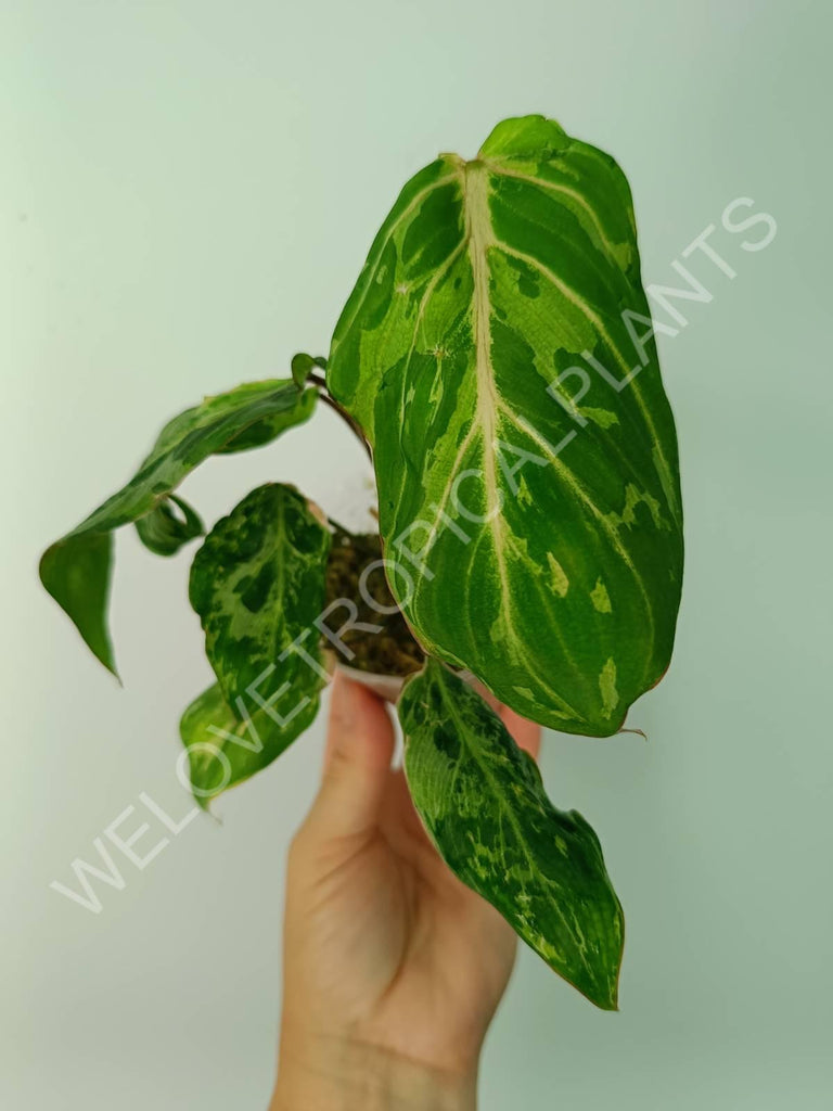 Philodendron gloriosum variegata