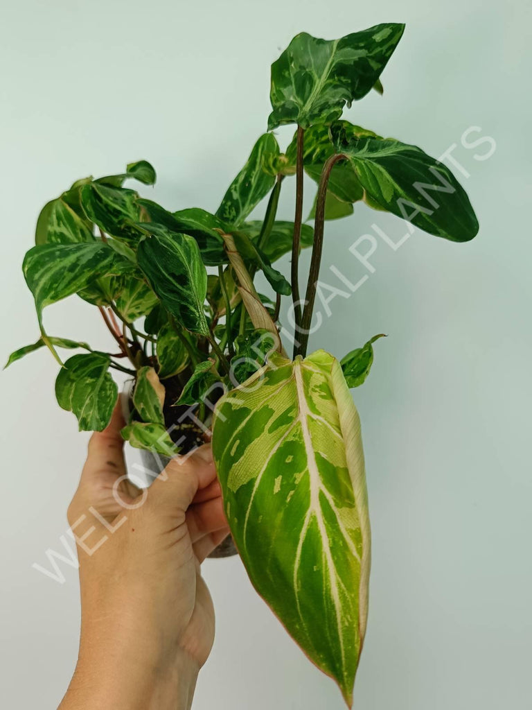 Philodendron gloriosum variegata