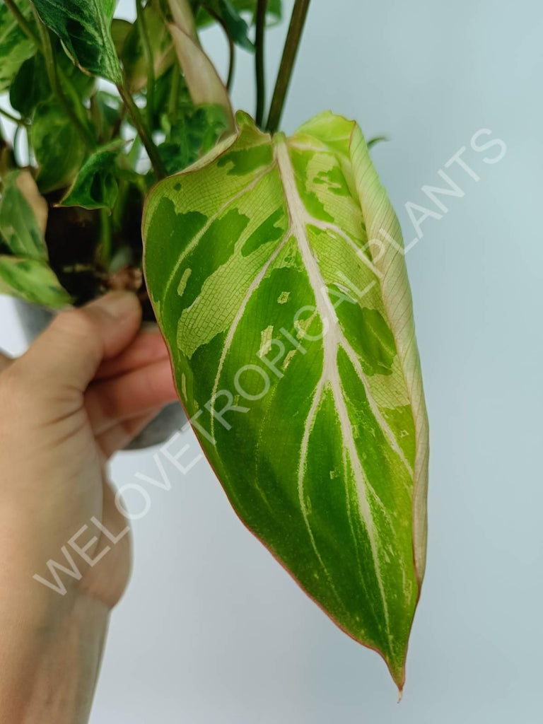 Philodendron gloriosum variegata