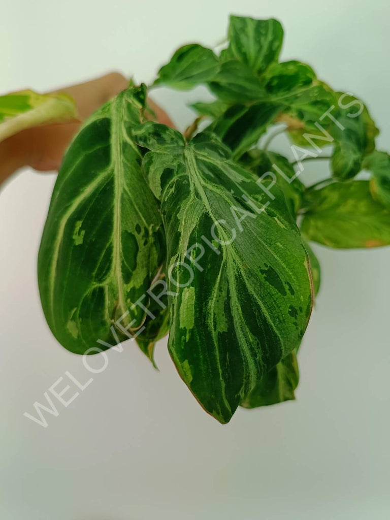 Philodendron gloriosum variegata