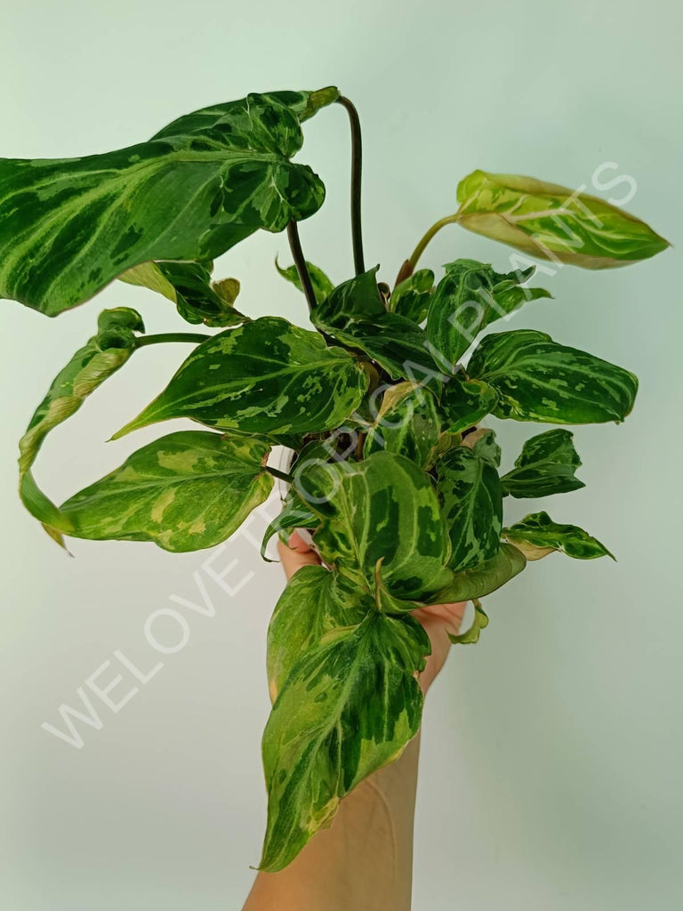 Philodendron gloriosum variegata