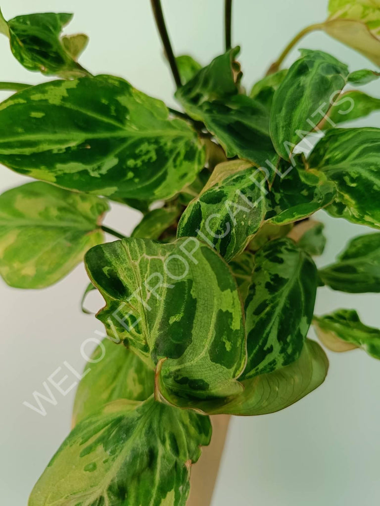 Philodendron gloriosum variegata