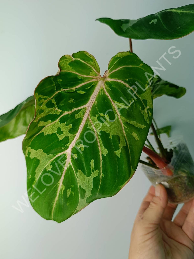 Philodendron gloriosum variegata