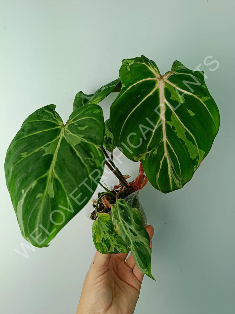 Philodendron gloriosum variegata