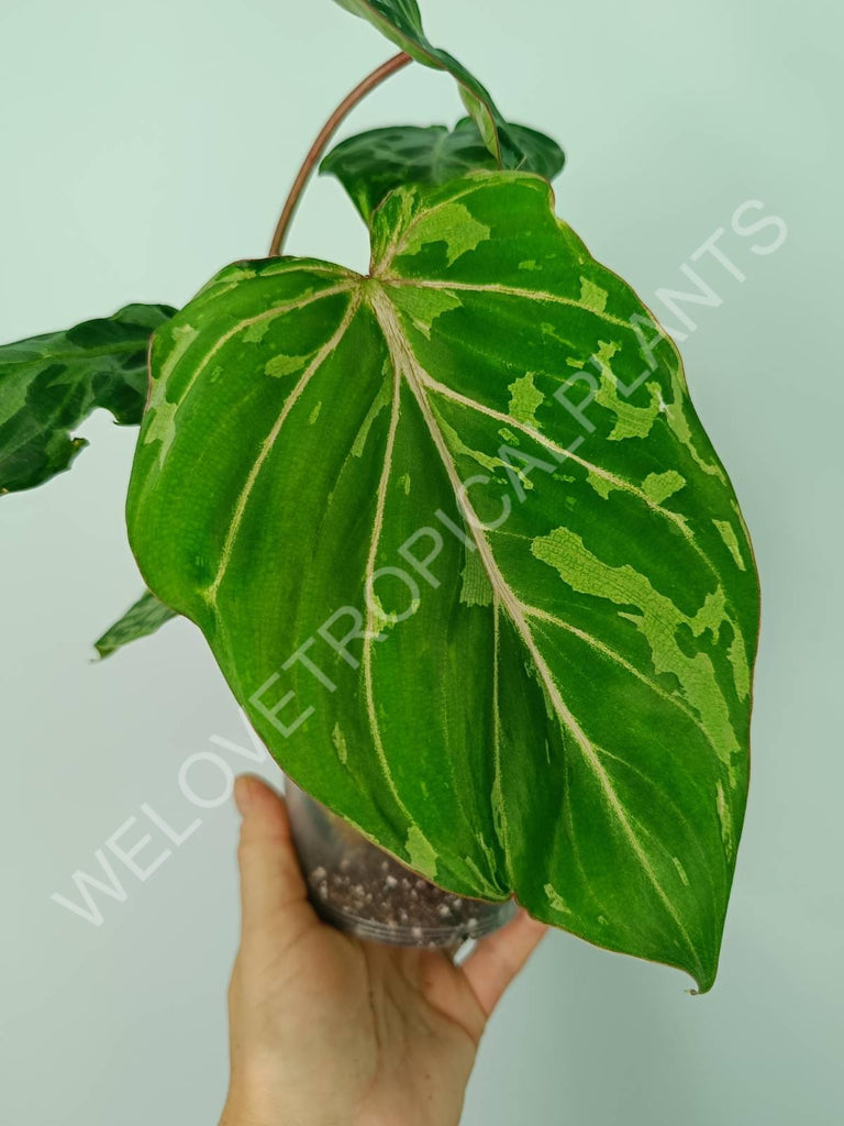 Philodendron gloriosum variegata