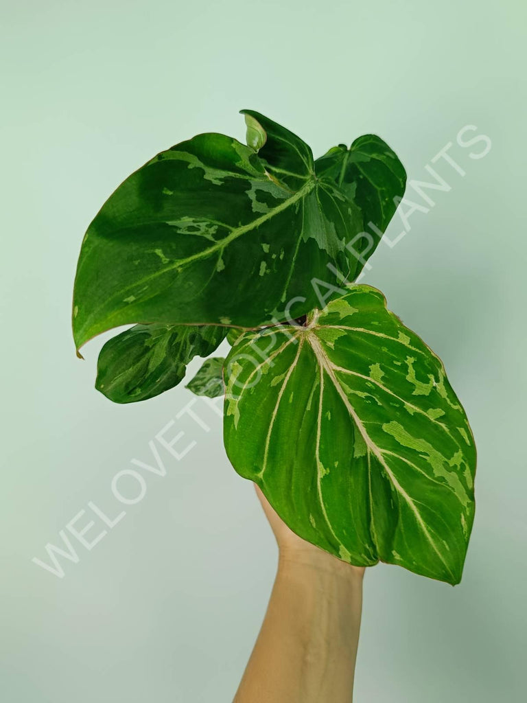 Philodendron gloriosum variegata