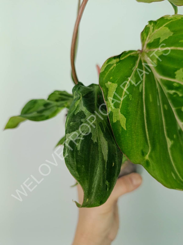 Philodendron gloriosum variegata