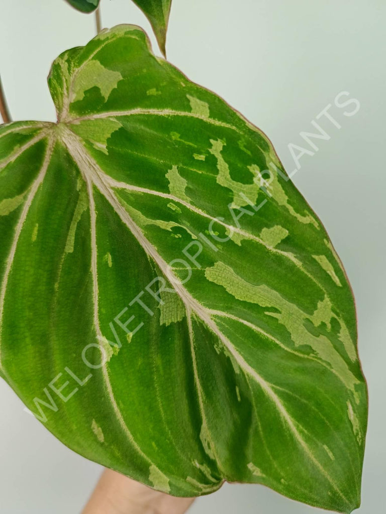 Philodendron gloriosum variegata