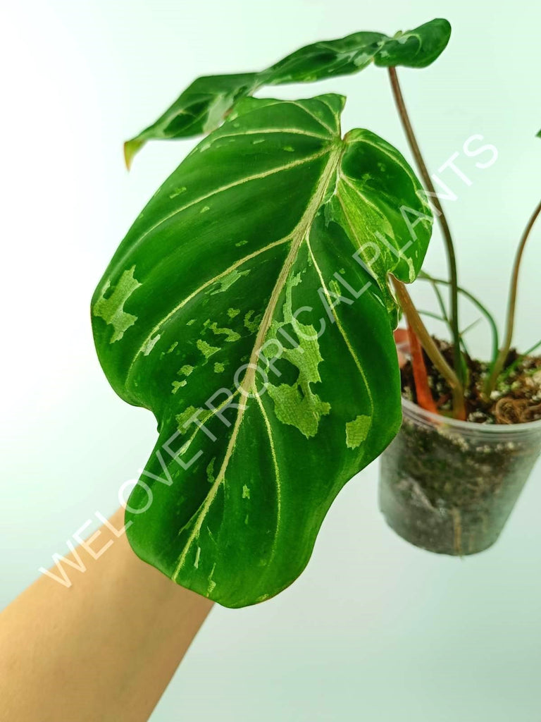 Philodendron gloriosum variegata