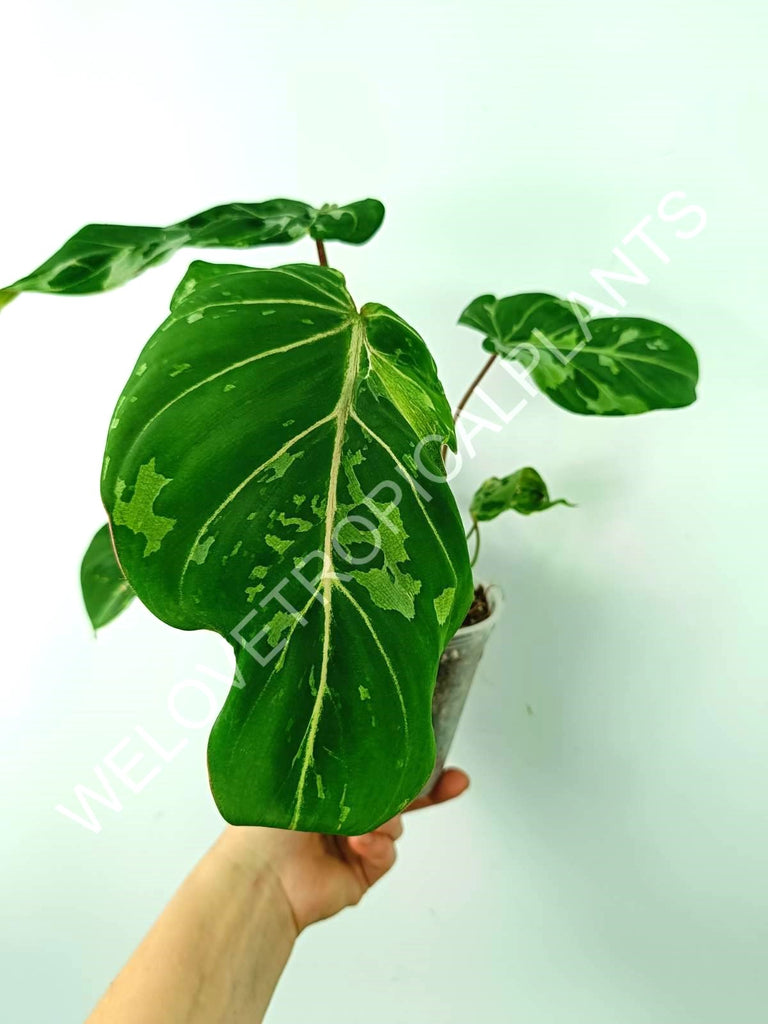 Philodendron gloriosum variegata