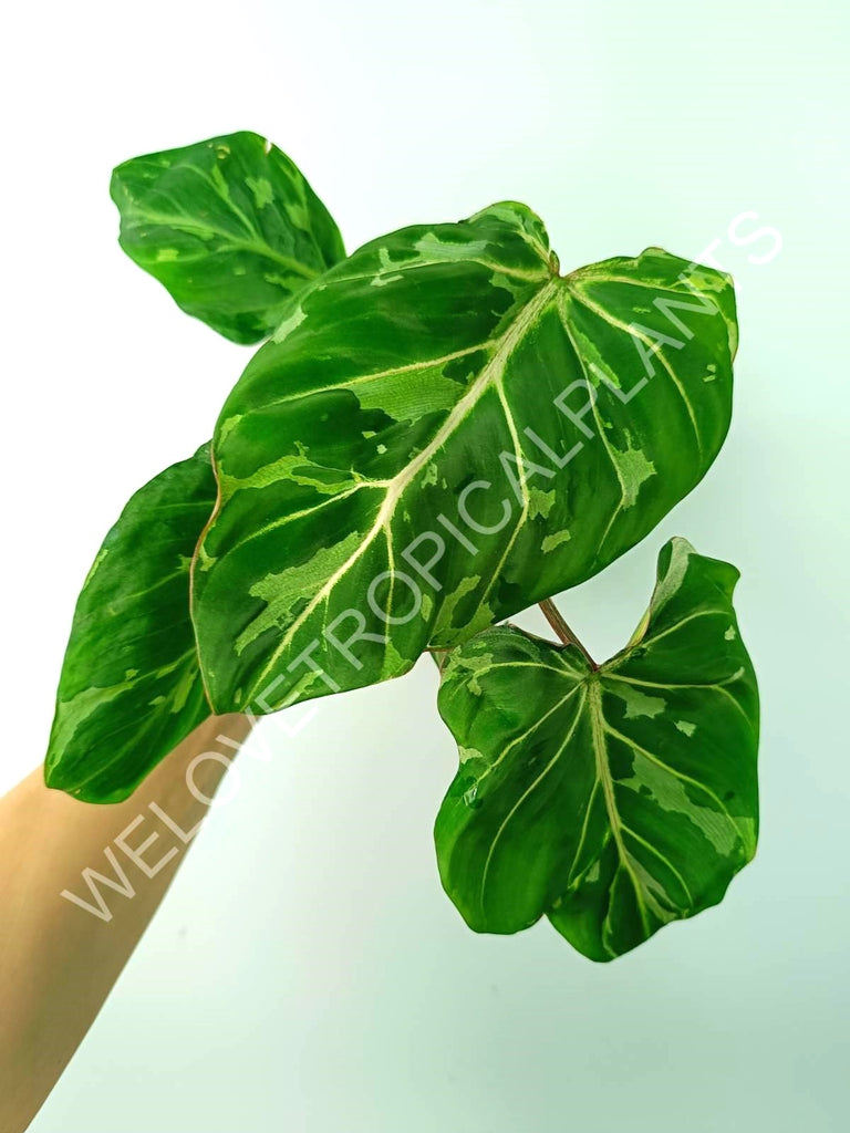 Philodendron gloriosum variegata