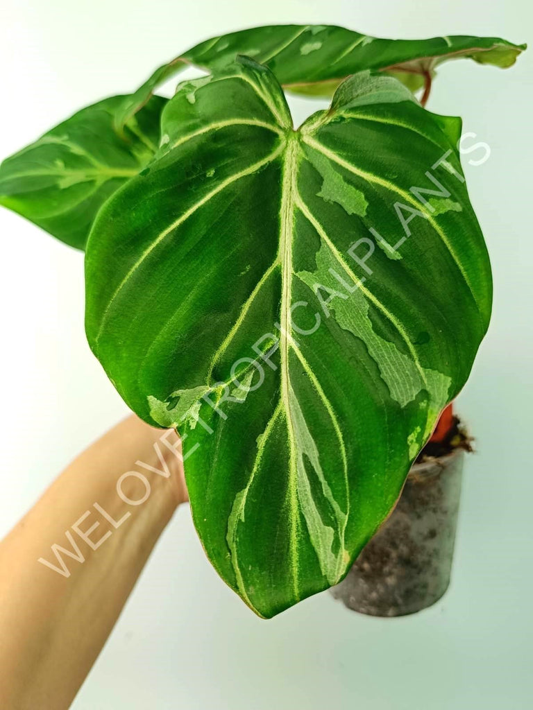 Philodendron gloriosum variegata