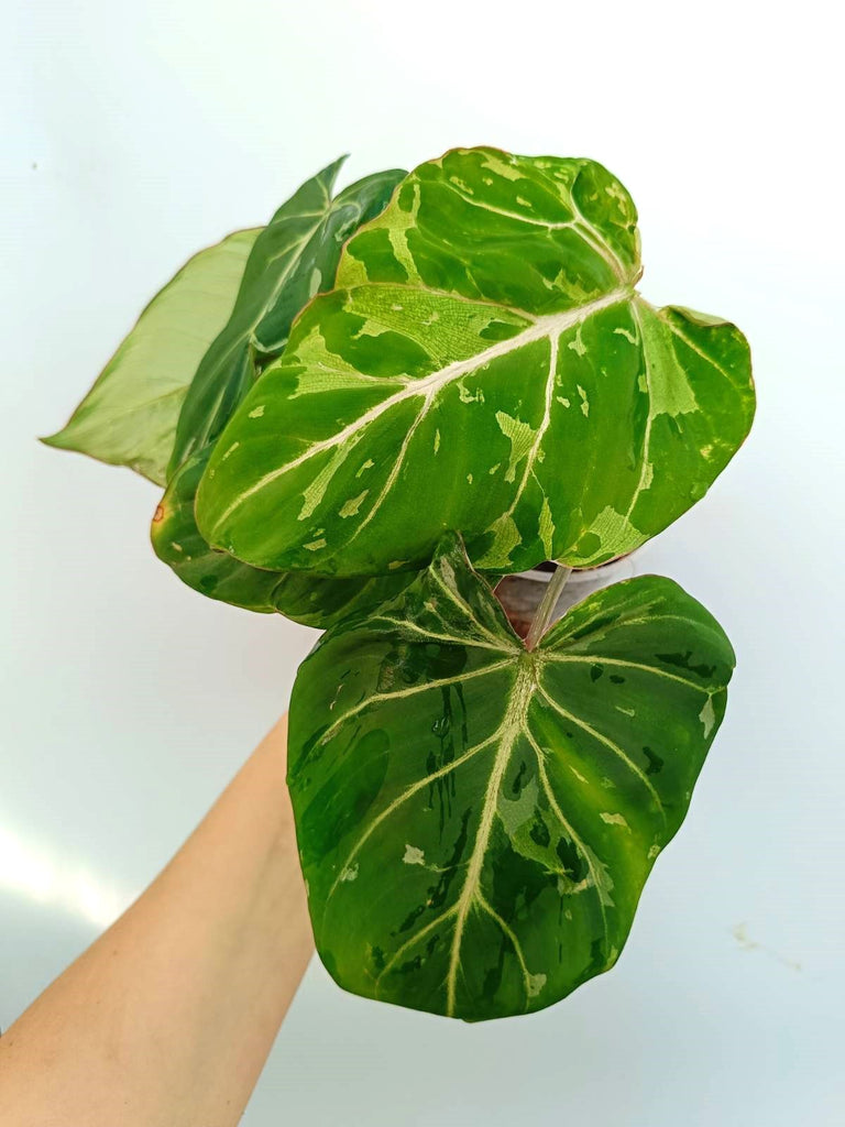 Philodendron gloriosum variegata