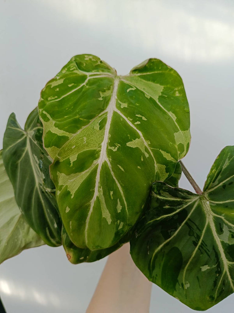 Philodendron gloriosum variegata