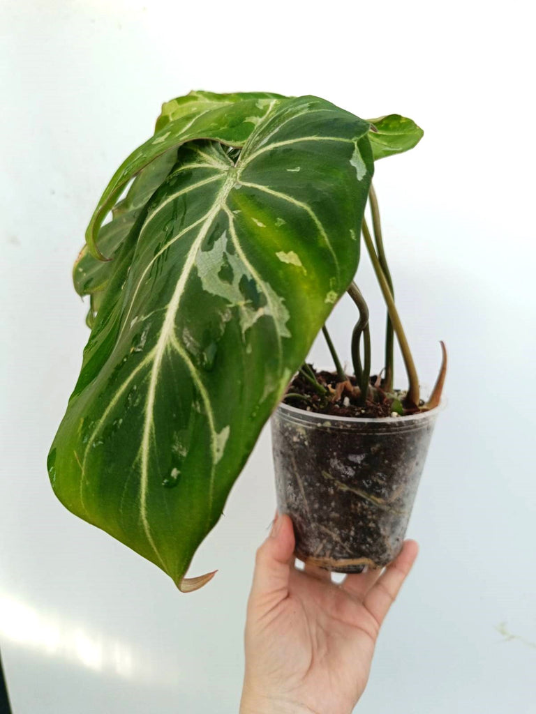 Philodendron gloriosum variegata