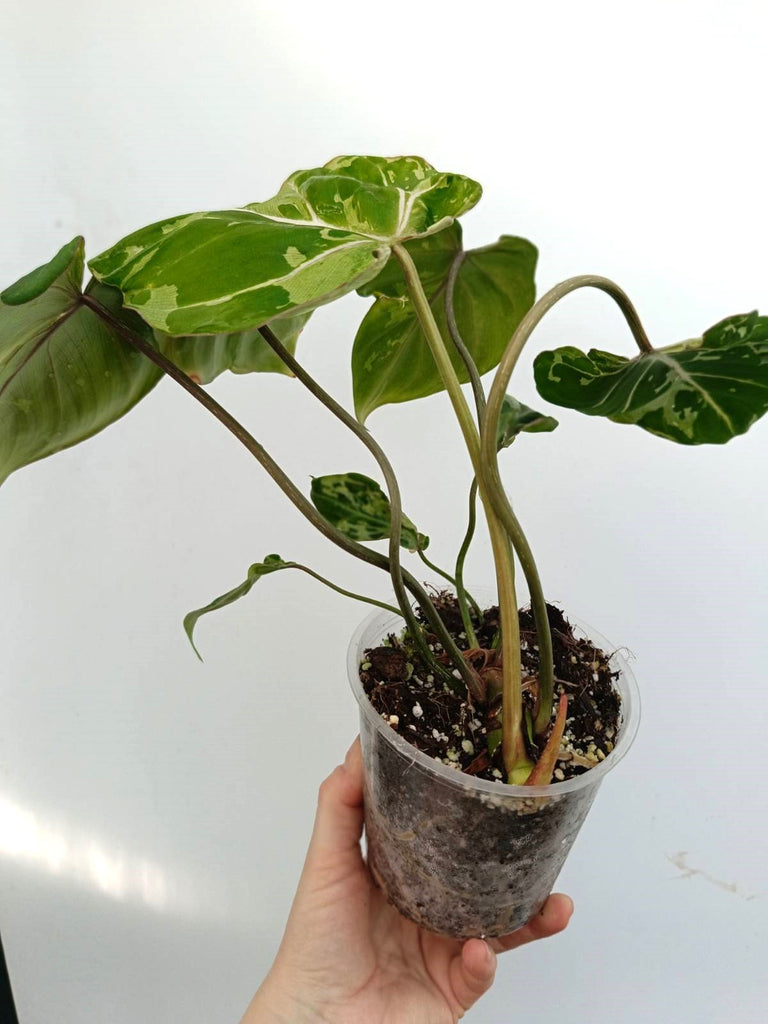 Philodendron gloriosum variegata