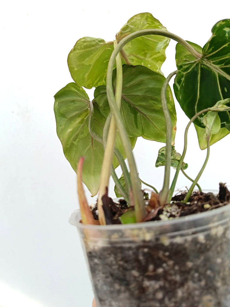 Philodendron gloriosum variegata