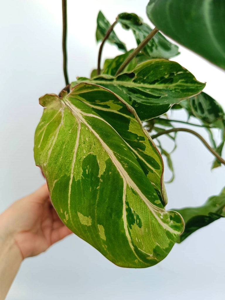 Philodendron gloriosum variegata