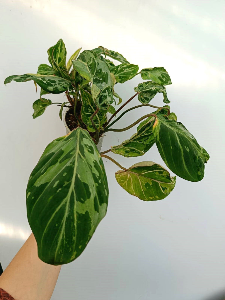 Philodendron gloriosum variegata