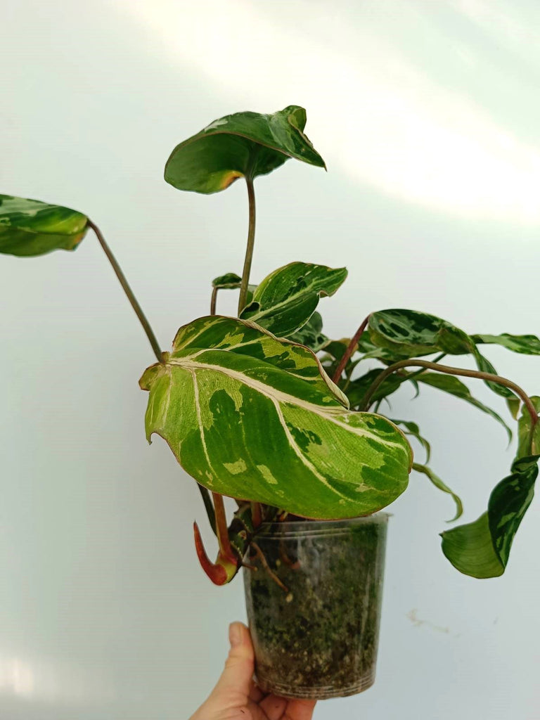 Philodendron gloriosum variegata