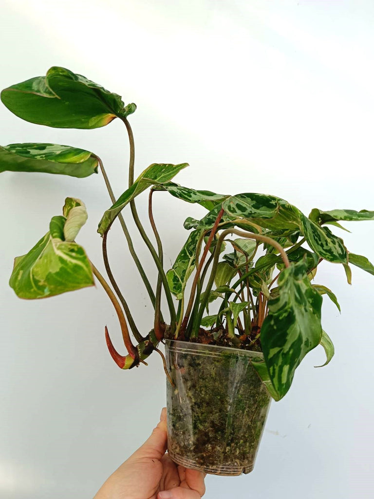 Philodendron gloriosum variegata