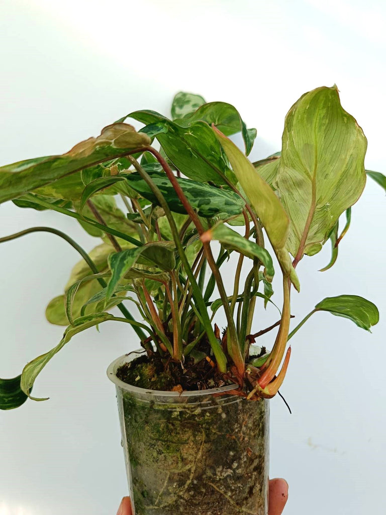 Philodendron gloriosum variegata