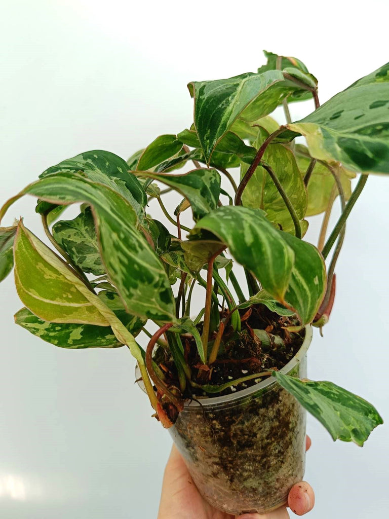 Philodendron gloriosum variegata