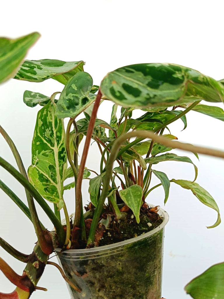 Philodendron gloriosum variegata