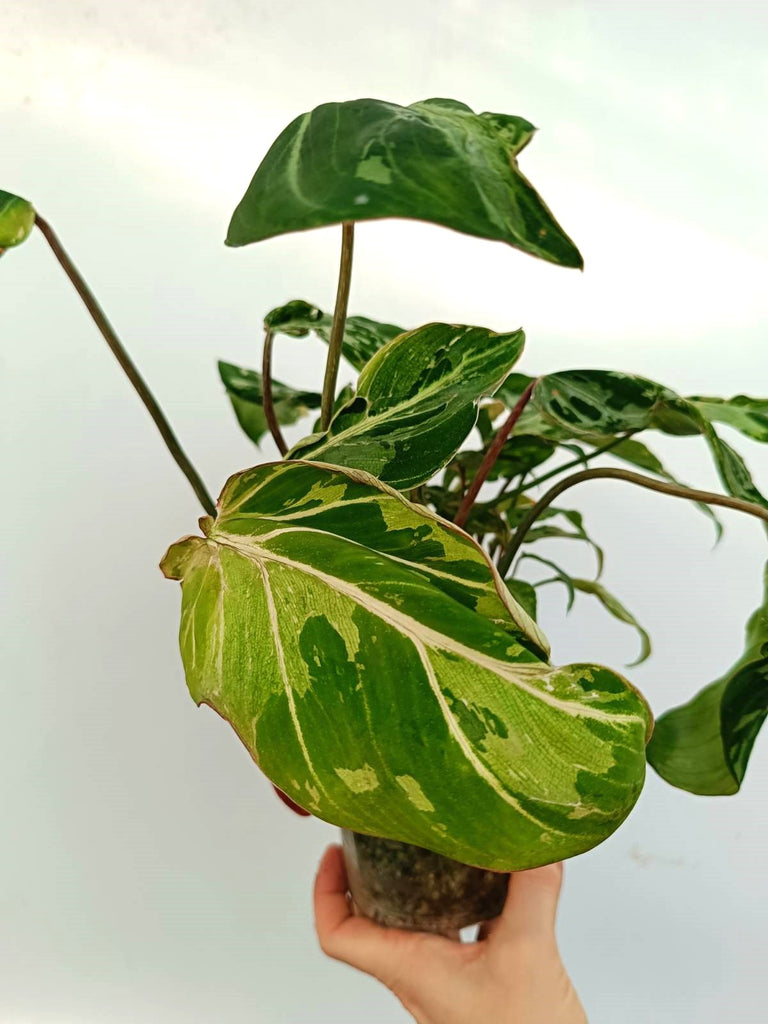 Philodendron gloriosum variegata