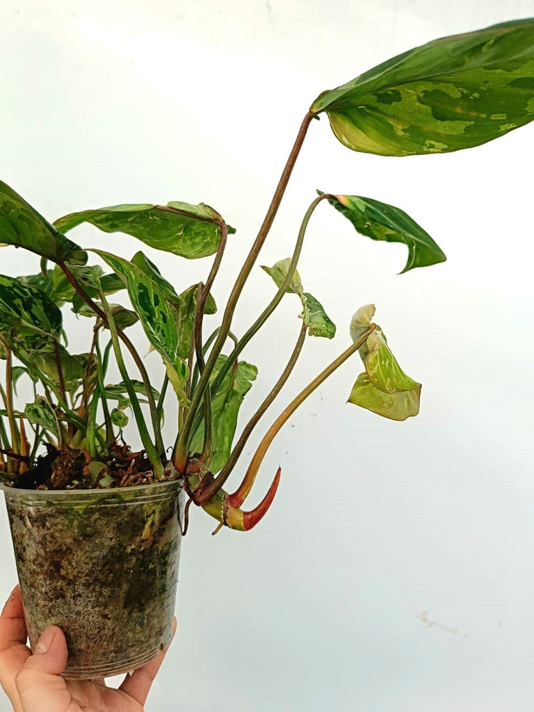 Philodendron gloriosum variegata