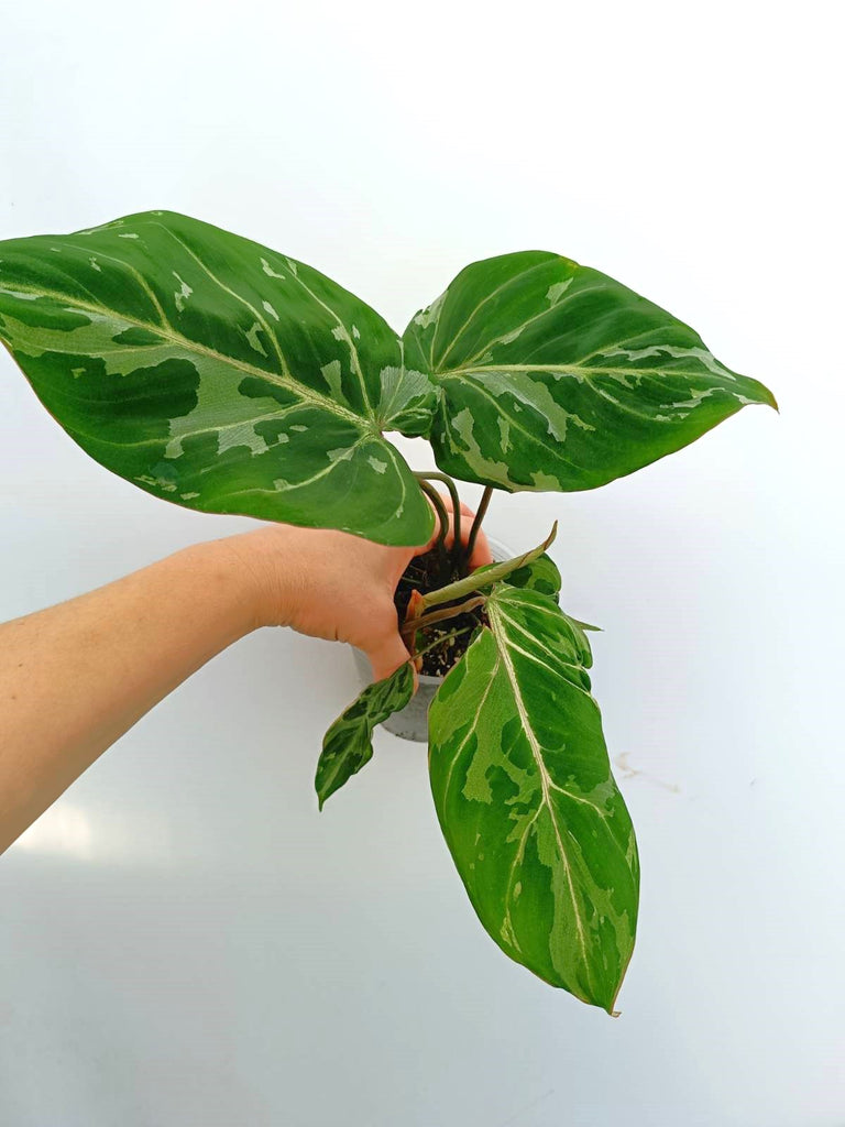 Philodendron gloriosum variegata