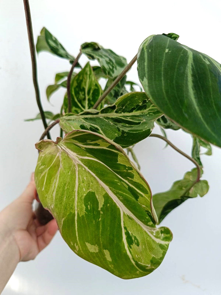 Philodendron gloriosum variegata