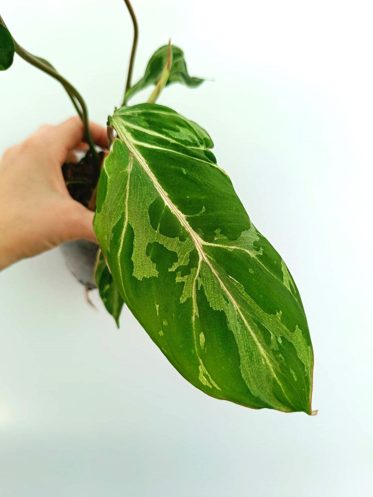 Philodendron gloriosum variegata