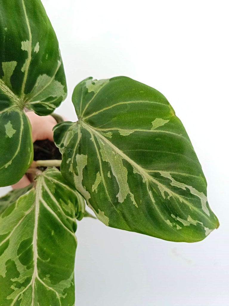 Philodendron gloriosum variegata