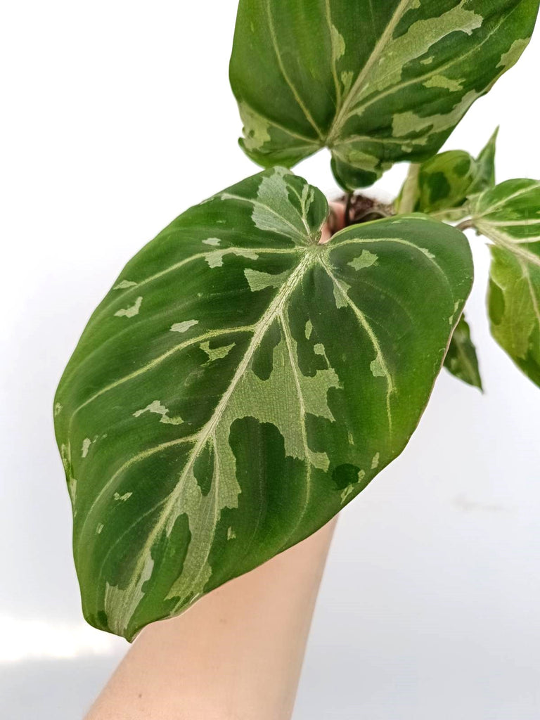 Philodendron gloriosum variegata