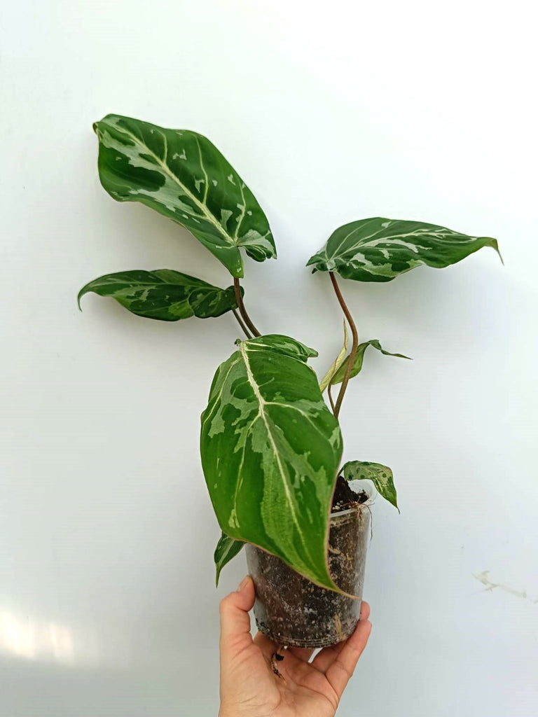 Philodendron gloriosum variegata