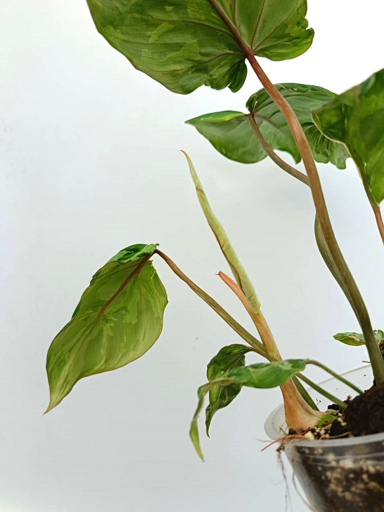 Philodendron gloriosum variegata