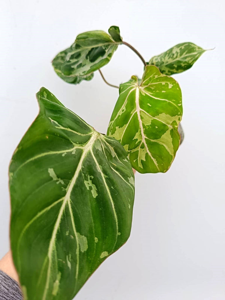 Philodendron gloriosum variegata