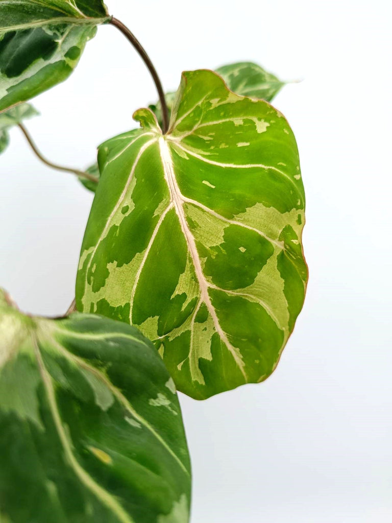 Philodendron gloriosum variegata