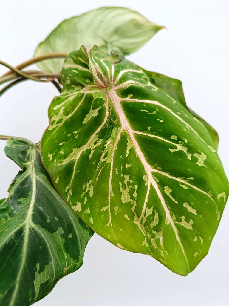 Philodendron gloriosum variegata