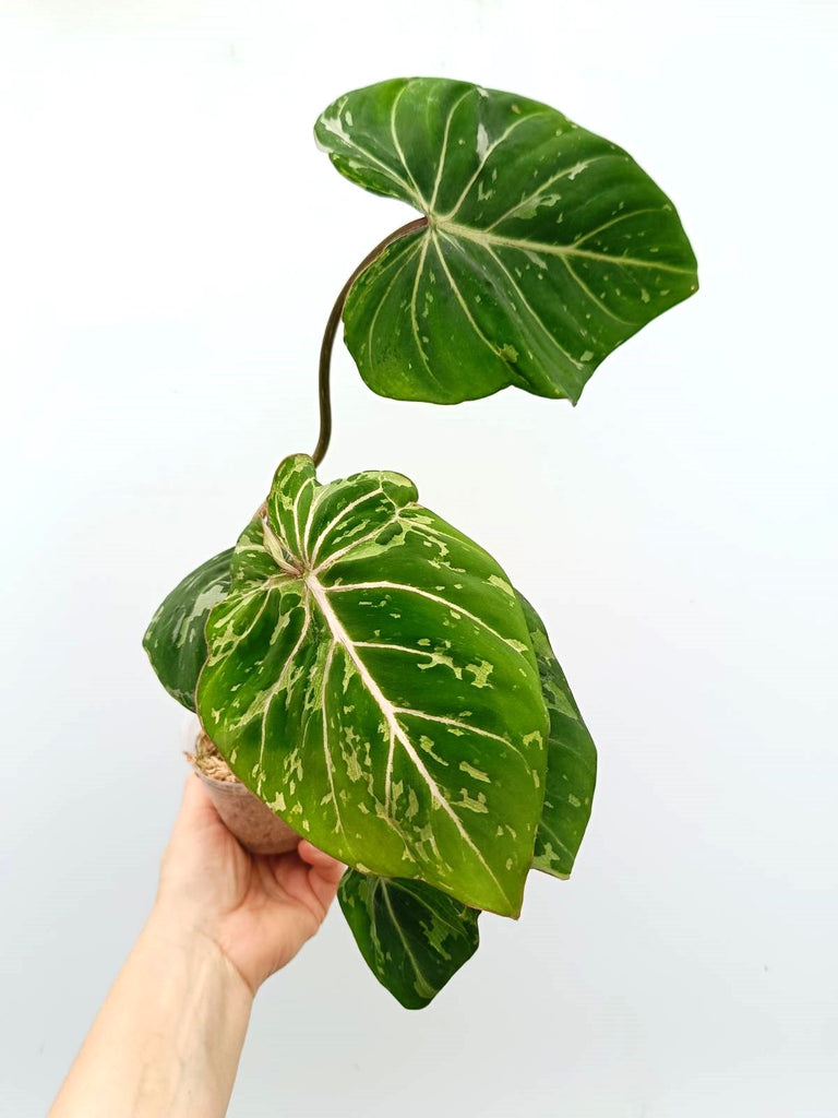 Philodendron gloriosum variegata