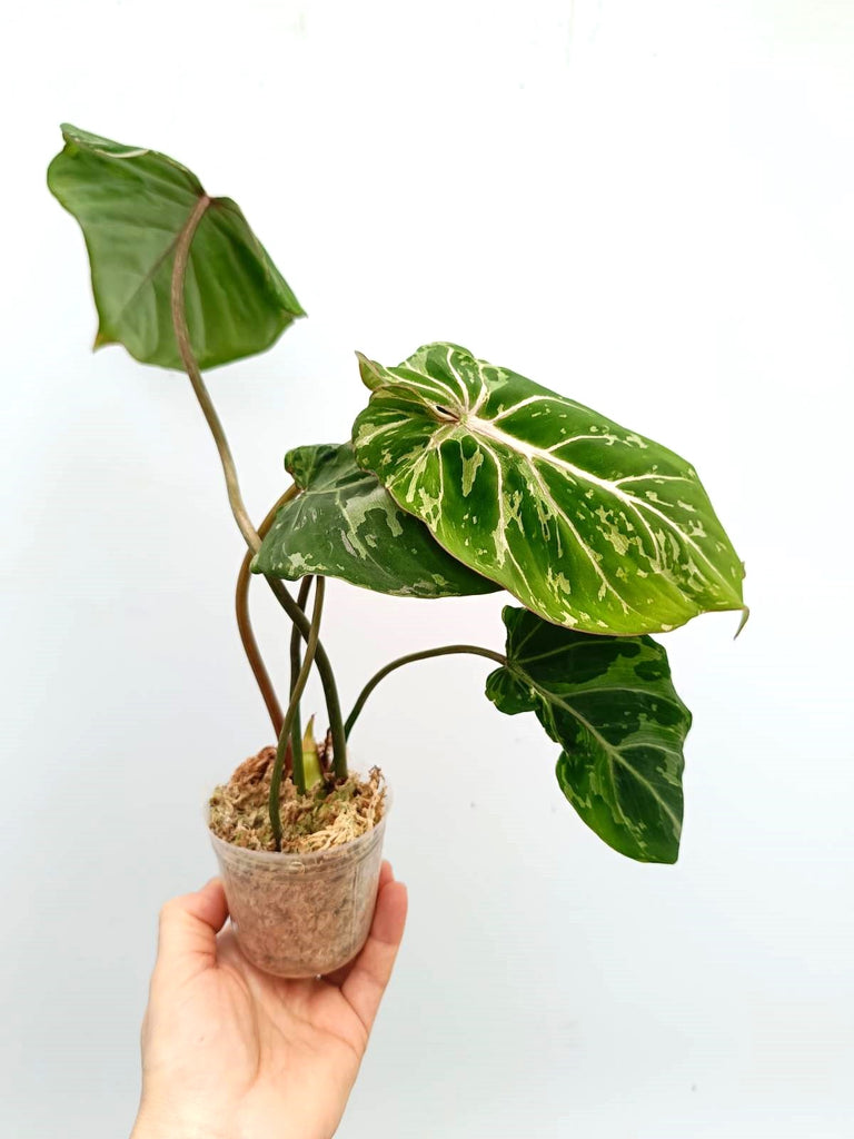 Philodendron gloriosum variegata