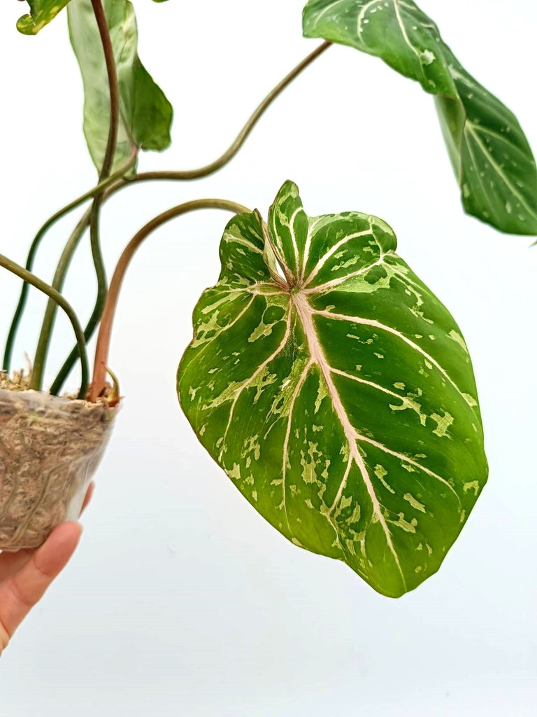 Philodendron gloriosum variegata