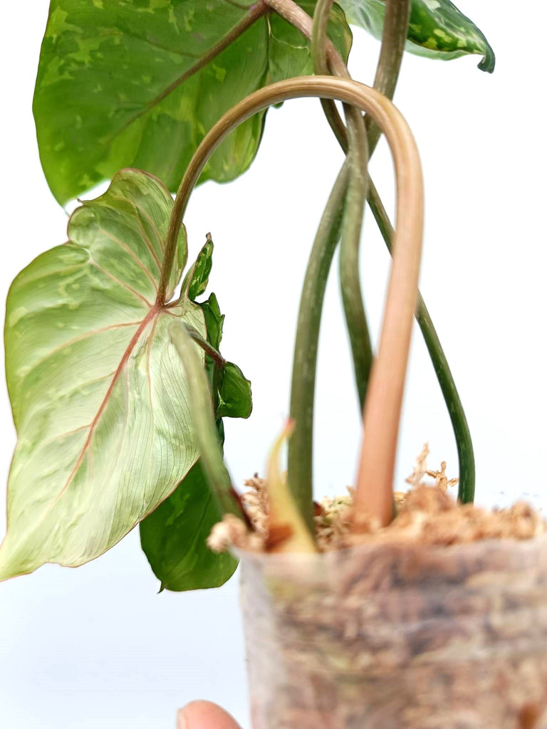 Philodendron gloriosum variegata