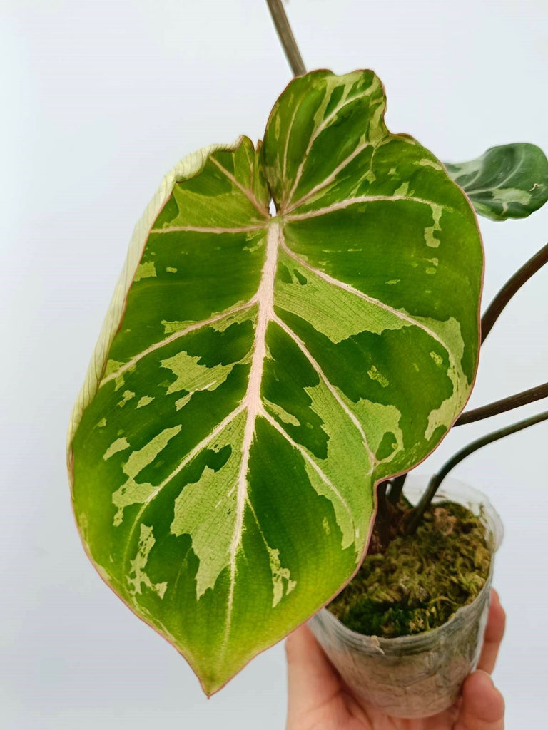 Philodendron gloriosum variegata