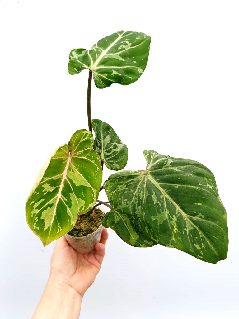 Philodendron gloriosum variegata