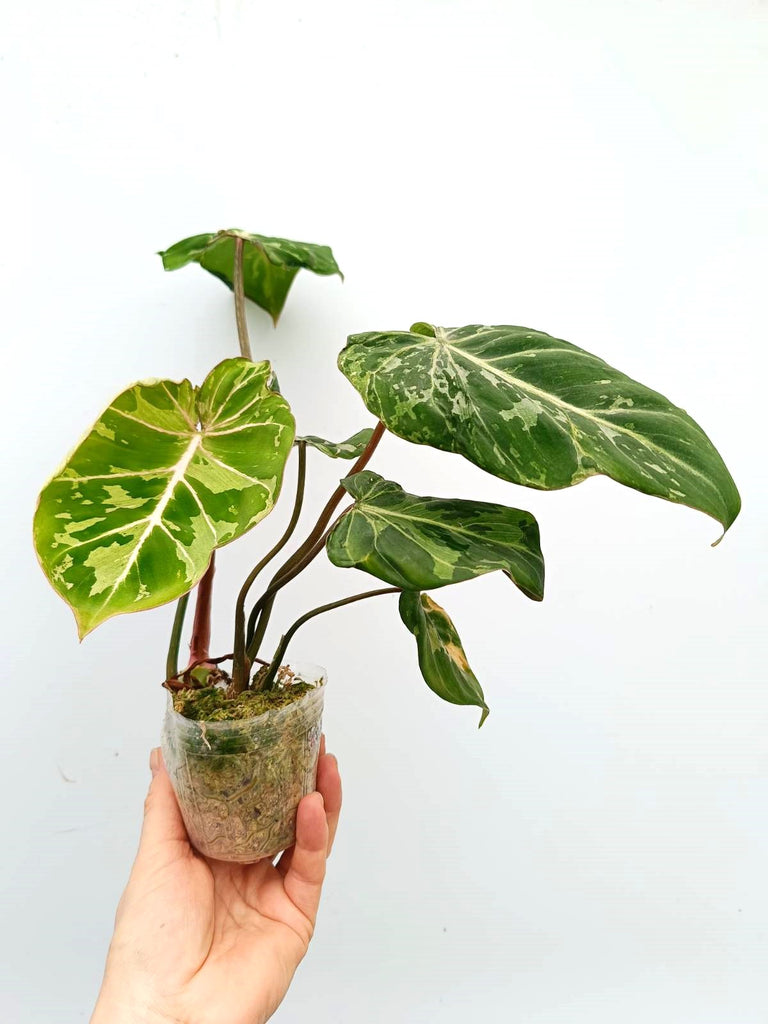 Philodendron gloriosum variegata